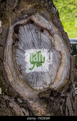 Old tree with a cut bough. Painted little sign with a leaf of a grape vine. Stock Photo