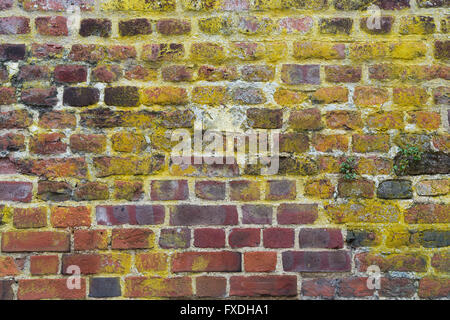 Colourful textured Brick Wall covered in lichen Stock Photo