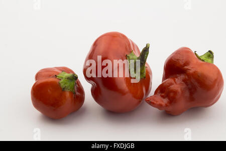 Three red chili peppers isolated on white Stock Photo