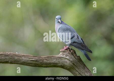 Stock dove (columba oenas) perched on a branch Stock Photo