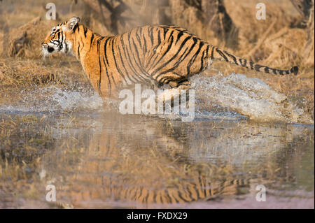 Wild Bengal Tiger or Indian Tiger (Panthera tigris tigris) charging through the water of a lake, Ranthambhore National Park Stock Photo