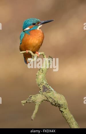 Kingfisher (Alcedo atthis), perched resting male, Neckar, Baden-Württemberg, Germany Stock Photo