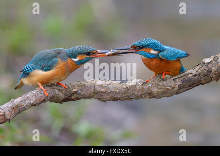Kingfisher (Alcedo atthis), breeding pair, male handing over a fish to the female as a bridal gift, prey handover, Neckartal Stock Photo