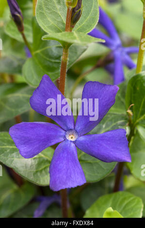 Greater Periwinkle (Vinca major), blossom, Bavaria, Germany Stock Photo