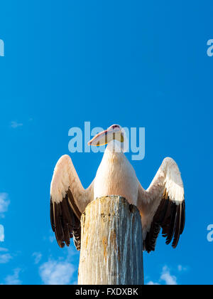 Great white pelican (Pelecanus onocrotalus) sitting on a wooden post, Sandwich Harbour, Walvis Bay, Erongo Region, Namibia Stock Photo