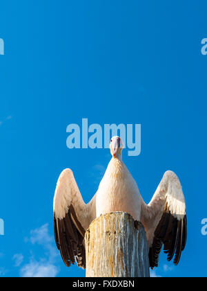 Great white pelican (Pelecanus onocrotalus) sitting on a wooden post, Sandwich Harbour, Walvis Bay, Erongo Region, Namibia Stock Photo