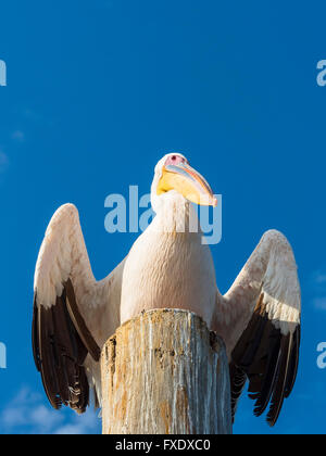 Great white pelican (Pelecanus onocrotalus) sitting on a wooden post, Sandwich Harbour, Walvis Bay, Erongo Region, Namibia Stock Photo