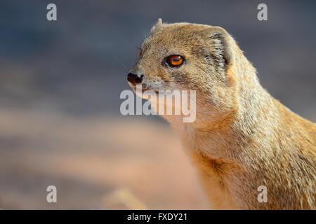 Yellow Mongoose (Cynictis penicillata), adult, portrait, Kgalagadi Transfrontier National Park, Northern Cape, South Africa Stock Photo