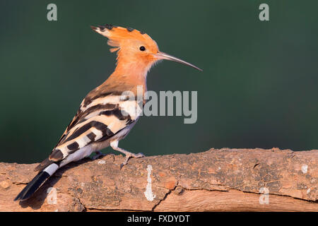 Hoopoe, Eurasian Hoopoe (Upupa epops), perched on a branch, Wadi Darbat, Dhofar, Oman