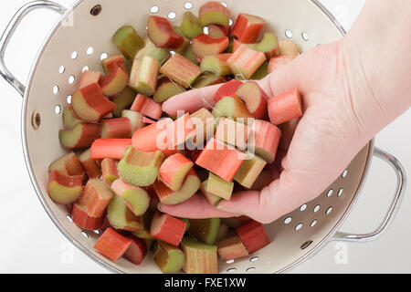 Rhubarb in a colander with a hand holding some Stock Photo