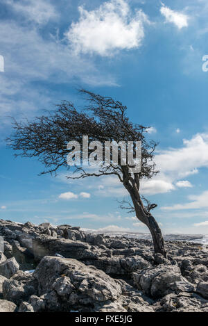 Wind battered Hawthorn Tree and limestone clints on Twistleton Scar in the Yorkshire Dales Stock Photo