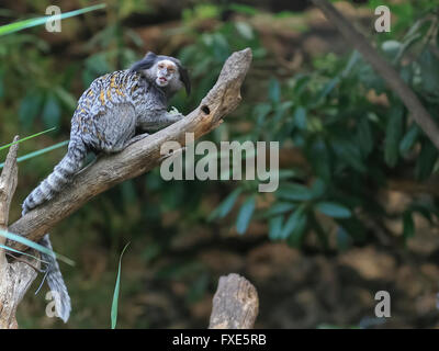 Black tufted-ear marmoset, Callithrix penicillata, Brazil,endangered Stock Photo