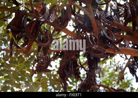 Tamarind Tree at Babylonstoren farm near Franschhoek in Western Cape - South Africa Stock Photo