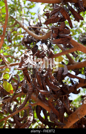 Tamarind Tree at Babylonstoren farm near Franschhoek in Western Cape - South Africa Stock Photo