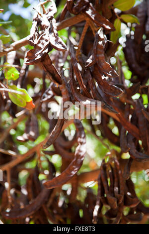 Tamarind Tree at Babylonstoren farm near Franschhoek in Western Cape - South Africa Stock Photo