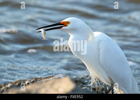 Snowy Egret with Fish Stock Photo