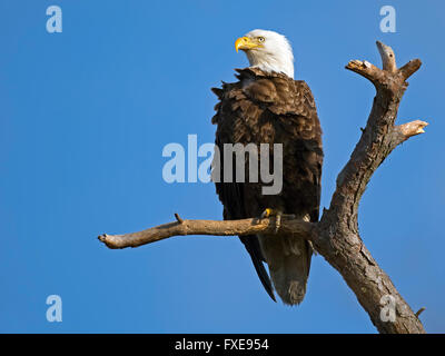 Bald Eagle sitting on a dead tree branch Stock Photo