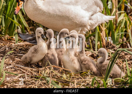 A family of cygnets. Stock Photo