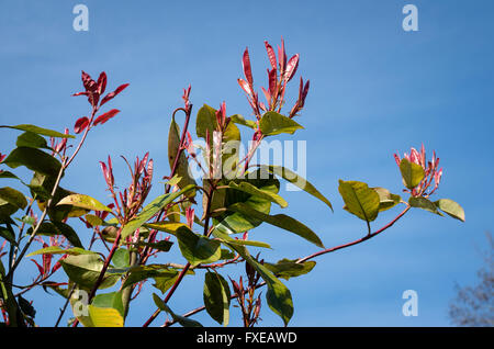 Young red leaves growing on PHOTINIA fraseri Red Robin in April Stock Photo