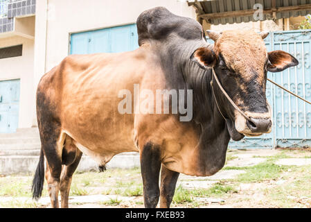 Close shot of a powerful black and brown African Zebu bull. Stock Photo