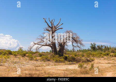 Big baobab tree growing surrounded by African Savannah Stock Photo