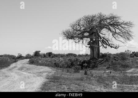 Big baobab tree surrounded by African Savannah with dirt track next to it. Black and white. Stock Photo