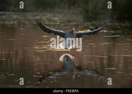 Greylag Goose / Graugans ( Anser anser ), one adult, flying in on a small natural pond, just before landing. Stock Photo
