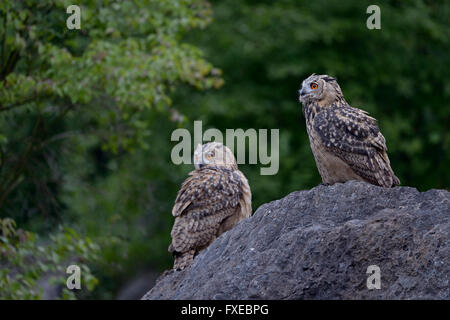 Northern Eagle Owls ( Bubo bubo ), young siblings, sitting together on a big rock in typical surrounding, green bushes, rocks. Stock Photo