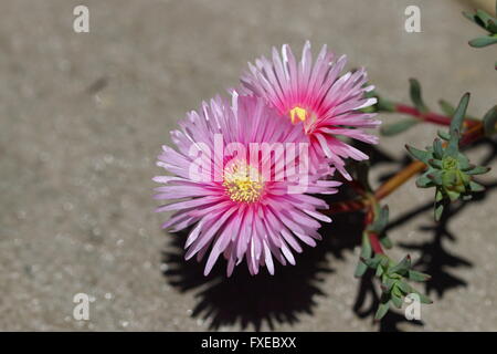 Close up of Pink ground cover Pink Mesembryanthemaceae in full bloom Stock Photo