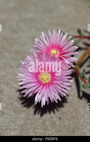 Close up of Pink ground cover Pink Mesembryanthemaceae in full bloom Stock Photo