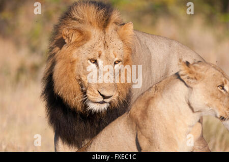 African Lion pair Panthera Leo mating Masai Mara Kenya Stock Photo - Alamy