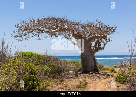 Big baobab tree growing surrounded by bushes and sea in the background Stock Photo