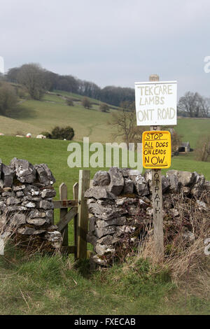 Care in the countryside sign at lambing time in Bakewell Stock Photo