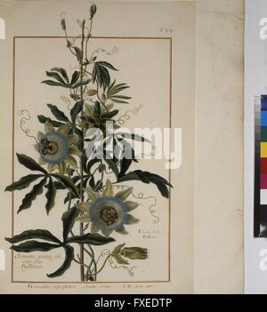 Cod. Min. 53, Bd. 6, fol. 259r: Florilegium des Prinzen Eugen von Savoyen: Passionsblume Stock Photo
