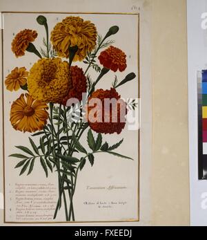Cod. Min. 53, Bd. 9, fol. 464r: Florilegium des Prinzen Eugen von Savoyen: Tagetes Stock Photo