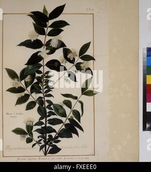 Cod. Min. 53, Bd. 8, fol. 364r: Florilegium des Prinzen Eugen von Savoyen: Myrte Stock Photo