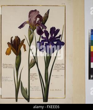 Cod. Min. 53, Bd. 10, fol. 513r: Florilegium des Prinzen Eugen von Savoyen: Schwertlilie Stock Photo