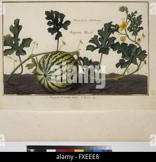 Cod. Min. 53, Bd. 2, fol. 58r: Florilegium des Prinzen Eugen von Savoyen: Wassermelone Stock Photo