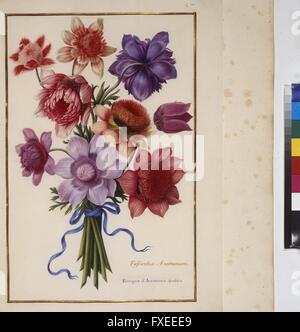 Cod. Min. 53, Bd. 2, fol. 57: Florilegium des Prinzen Eugen von Savoyen: Anemonen Stock Photo
