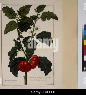 Cod. min. 53, Bd. 7, fol. 345r: Florilegium des Prinzen Eugen von Savoyen: Tomate Stock Photo