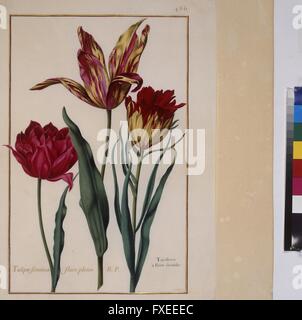 Cod. Min. 53, Bd. 10, fol. 486r: Florilegium des Prinzen Eugen von Savoyen: Tulpen Stock Photo