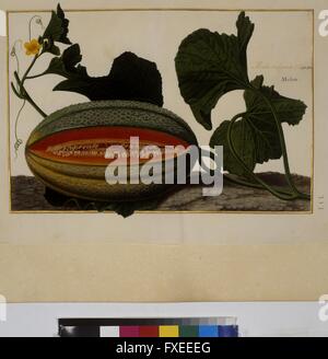 Cod. Min. 53, Bd. 7, fol. 353r: Florilegium des Prinzen Eugen von Savoyen: Melone Stock Photo