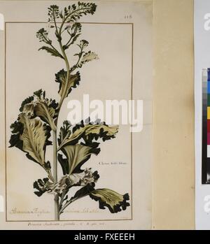 Cod. Min. 53, Bd. 3, fol. 118r: Florilegium des Prinzen Eugen von Savoyen: Kohl Stock Photo