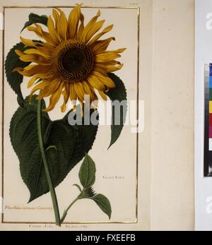 Cod. Min. 53, Bd. 4, fol. 200r: Florilegium des Prinzen Eugen von Savoyen: Sonnenblume Stock Photo