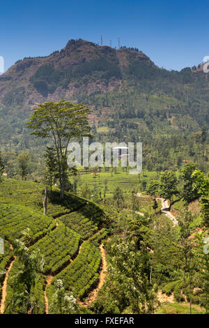 Sri Lanka, Nuwara Eliya, highland tea plantation Stock Photo