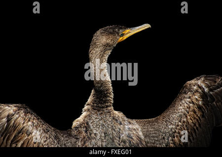 Cormorant drying its wings in the sun, Florida everglades Stock Photo