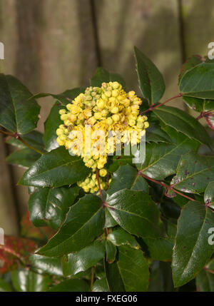 Small Tightly Packed Bunch of Yellow Flowers in a Mahonia Aquifolium Shrub with Green Wax Like Leaves in a Cheshire Garden Stock Photo