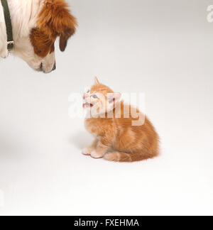 Kitten hissing at dog Stock Photo