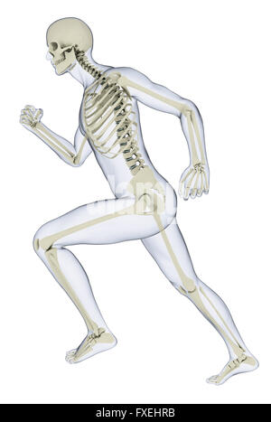 Human skeleton in running position, illustration Stock Photo