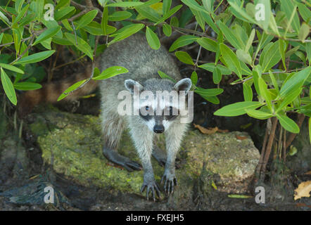 Pygmy Raccoon (Procyon pygmaeus) Critically endangered, Cozumel Island, Mexico. Less than 500 remain in existence. Stock Photo